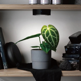 ONF MIST O - Magnetic LED Plant Light