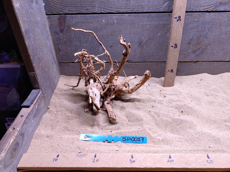 Spiderwood SP0017