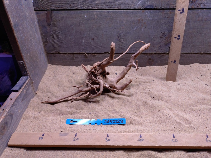 Spiderwood SP0023