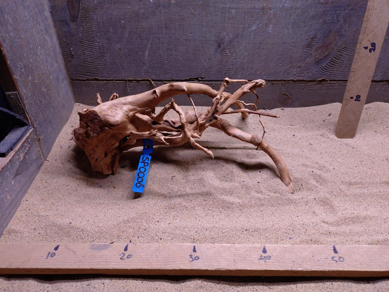 Spiderwood SP0006