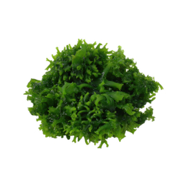 Monosolenium tenerum