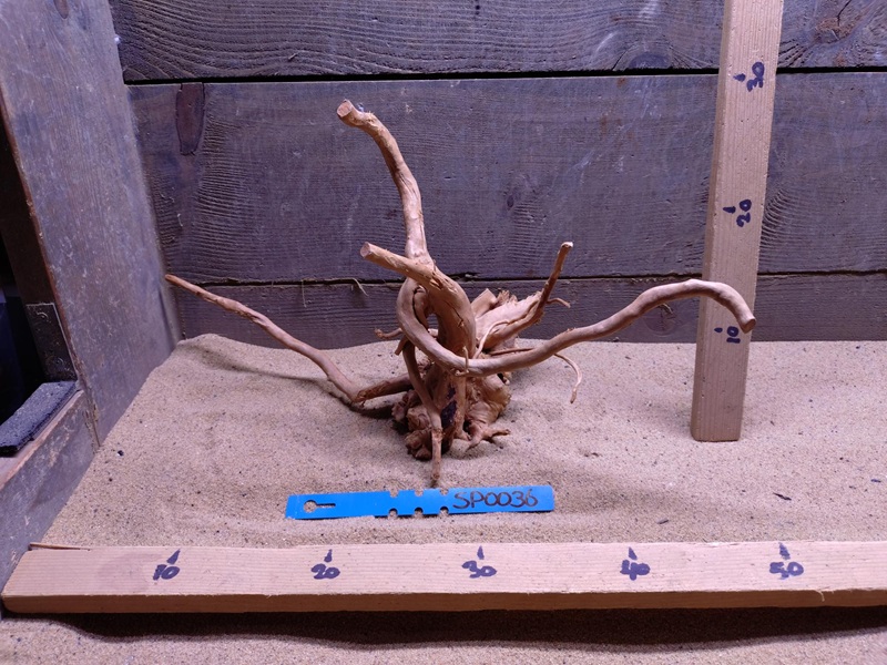 Spiderwood SP0036