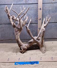 Talawa Wood TW009