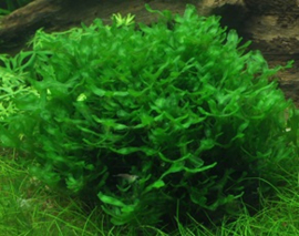 Monosolenium 'Pelia' - Pelia Moss - Levermos