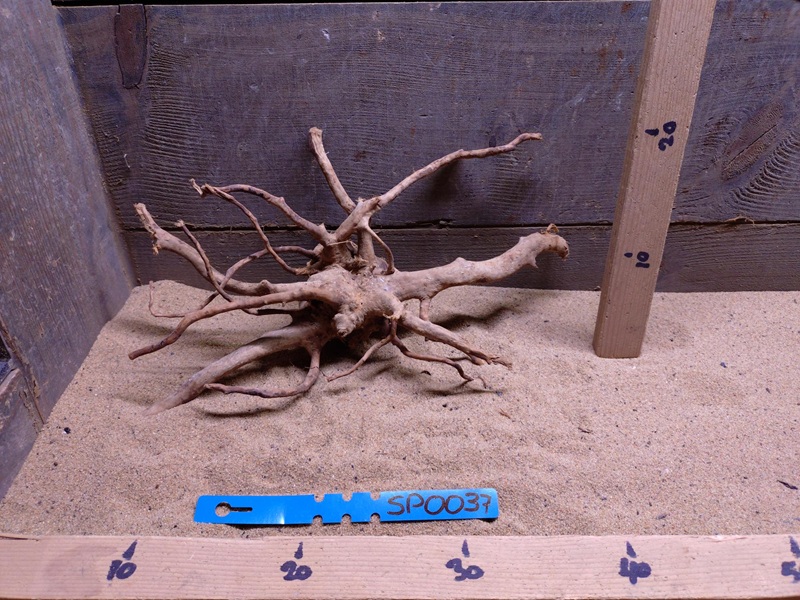 Spiderwood SP0037
