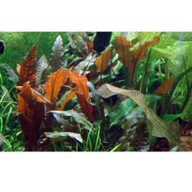 Cryptocoryne wendtii "Mi Oya"