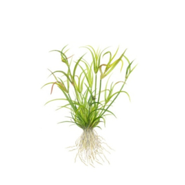 Juncus repens