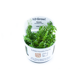 Rotala rotundifolia "Green"