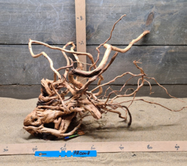 Azalea Root AR0008