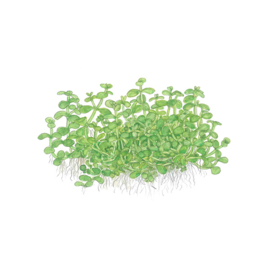 Micranthemum "Monte Carlo"