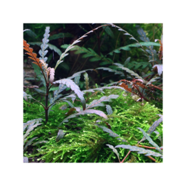 Hygrophila pinnatifida
