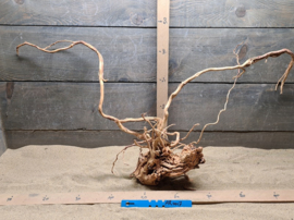 Azalea Root AR0017