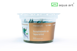 Bucephalandra sp. "Aqua Artica"