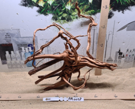 Azalea Root AR0028