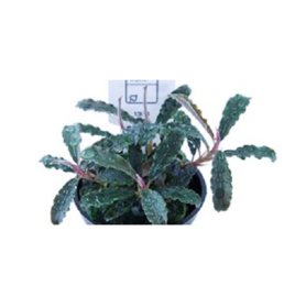 Bucephalandra 'Kedagang'