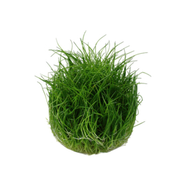 Eleocharis pusilia "Mini"