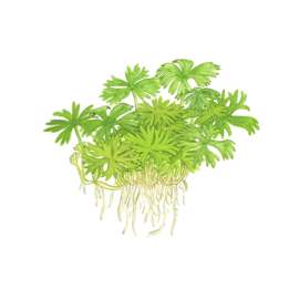 Ranunculus inundatus
