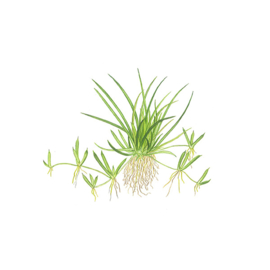 Littorella uniflora