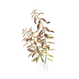 Proserpinaca palustris "Cuba"