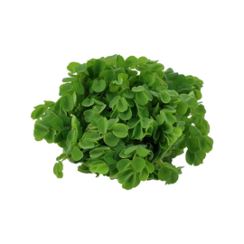 Salvinia minima