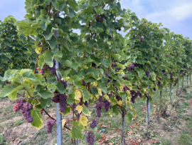 Betere Belgische Wijnen