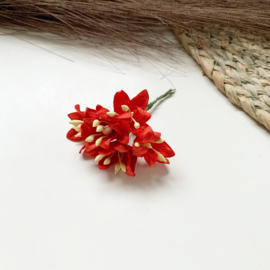 Lelie rood 10mm 5st