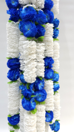 White Blue mix