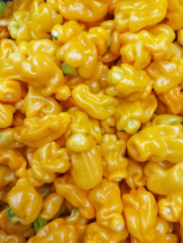 TOMASU - Madame Jeanette sambal