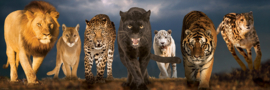 Eurographics 1000 stuks Big Cats