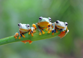 Bluebird 500 stuks Friendly Frogs