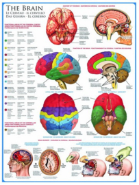 Eurographics 1000 stuks The Brain