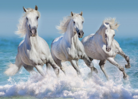Bluebird 1500 stuks Horse Paradise