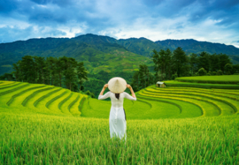Castorland 1000 stuks Rice Fields in Vietnam