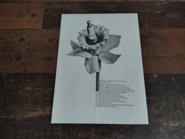 Reclame: DAF 31/ daffodil/ Variomatic (1964) 29 x 21 cm