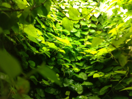 Terrariumplanten
