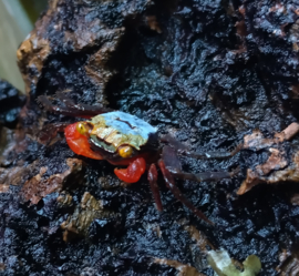Geosesarma sp. "golden eye"