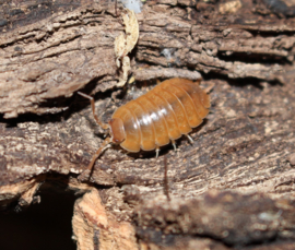 Porcellio laevis "orange" 12x