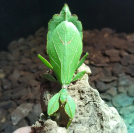 PSG 278 Phyllium philippinicum
