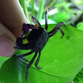 Geosesarma sp. "black"