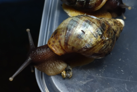 Achatina sp.