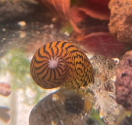 Neritina sp. mix