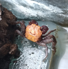 Geosesarma sp. "yellow"