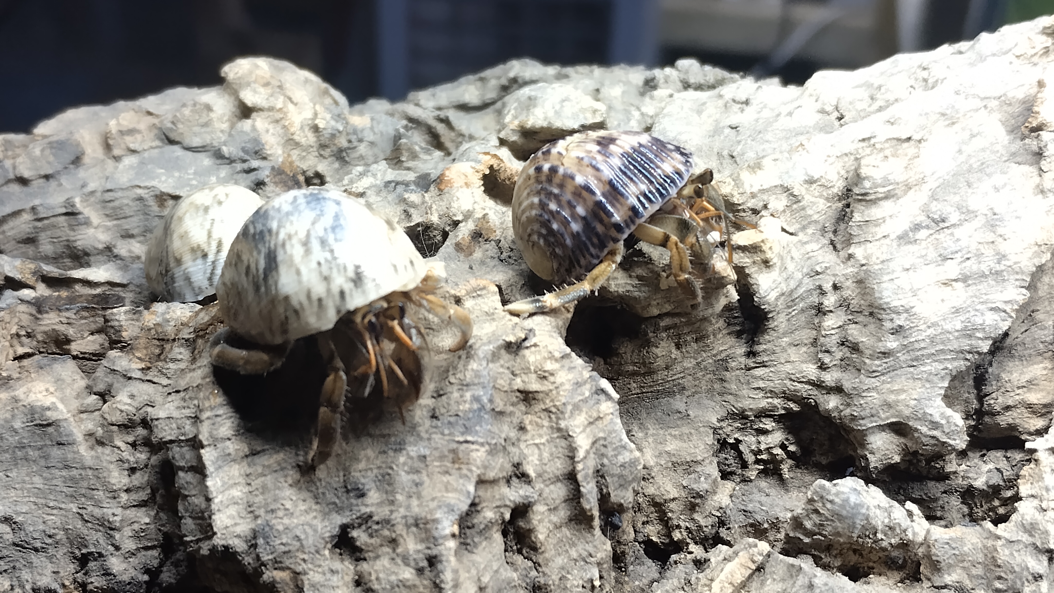 Coenobita sp.