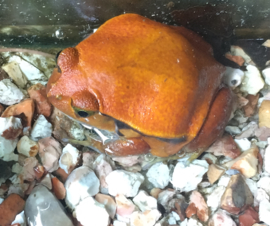 Tomaatkikker (Dyscophus guineti)