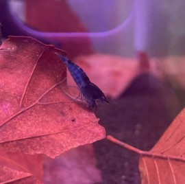 Neocaridina davidi "blue velvet"