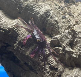Geosesarma sp. "violet"