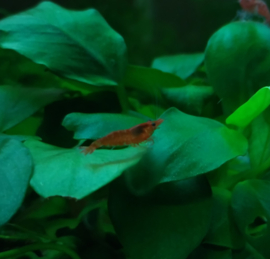 Neocaridina davidi