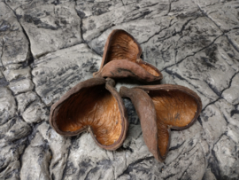 Badam noot 5-8cm