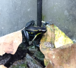 Hyloxalus azureiventris