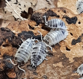 Porcellio laevis "dairy cow" 12x
